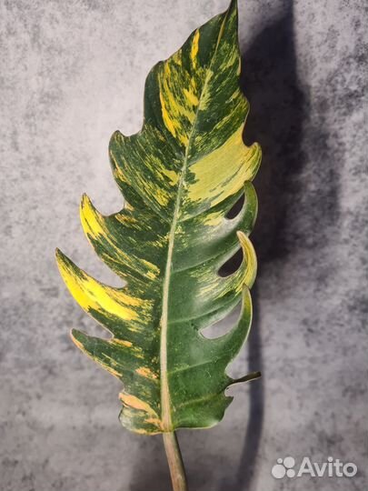 Филодендрон Карамель Марбл вар