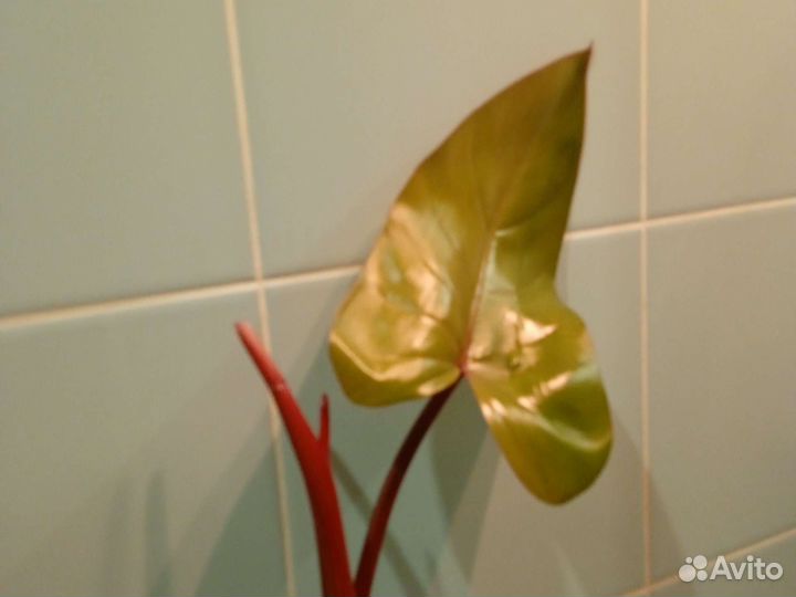 Филодендрон краснеющий