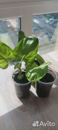 Калла белая