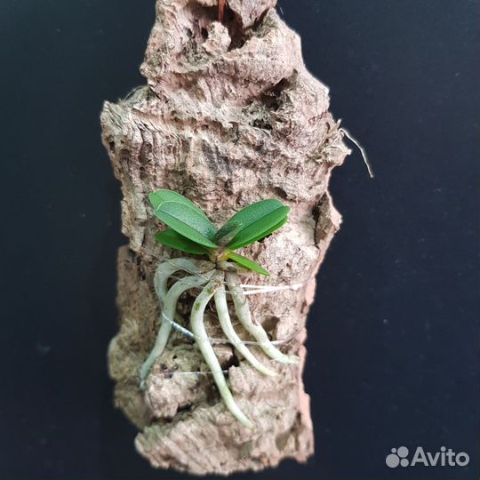 Миниатюрные орхидеи на блоках