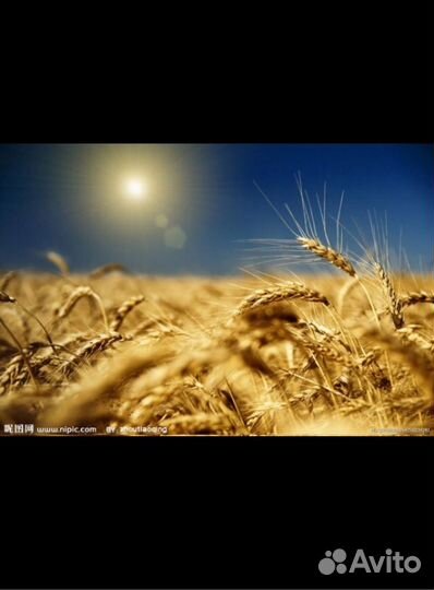 Комбикорма, зерно, сено, солома