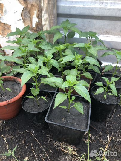 Перец комнатный острый