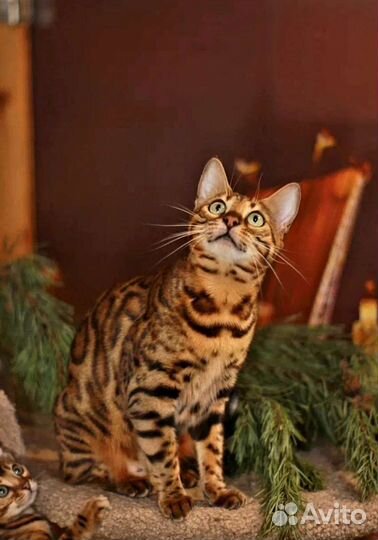 Бенгальская