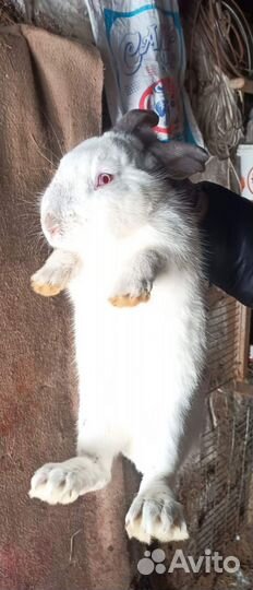 Кролики мясных пород