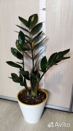 Замиокулькас в кашпо 14 см