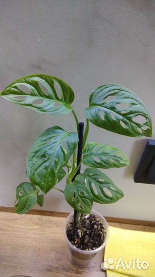 Монстера дырявая