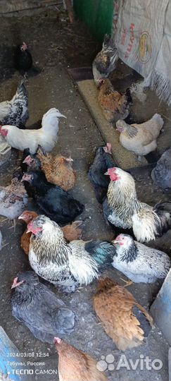 Инкубационное яйцо