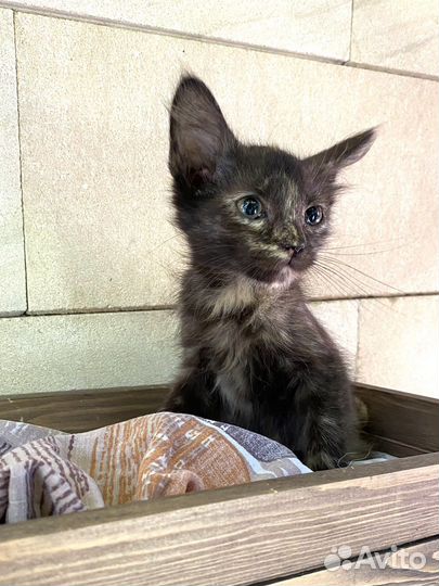 Котята бесплатно