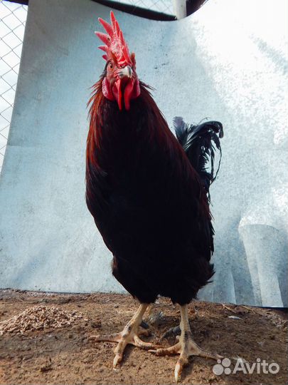 Петухи черные и белые