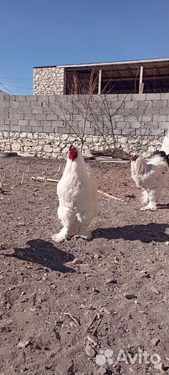 Петухи брамма