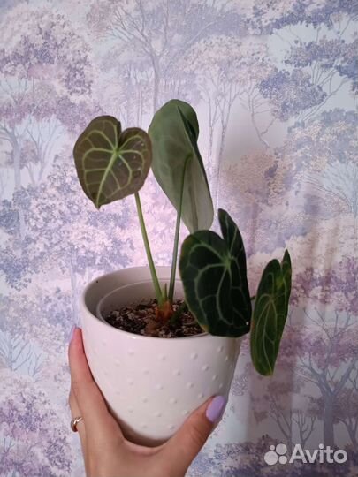 Антуриум кларинервиум