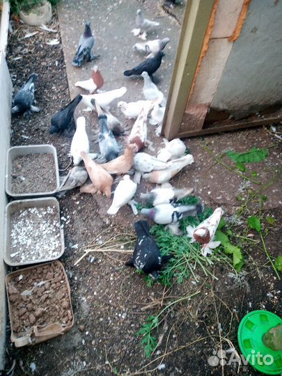 Продажа голубей