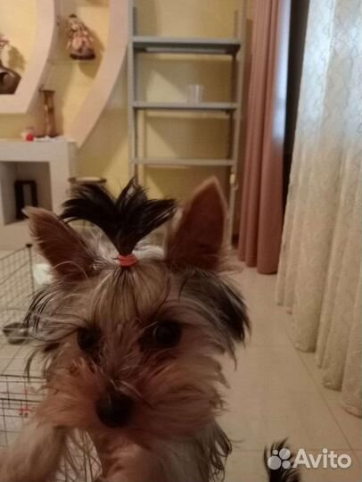 Девочка Йорик миник