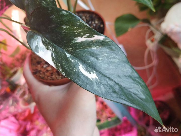 Эпиплемнум Пиннатум Вайт варигатный