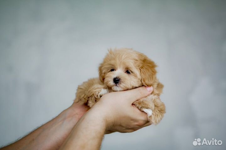 Мальтипу микро Бони