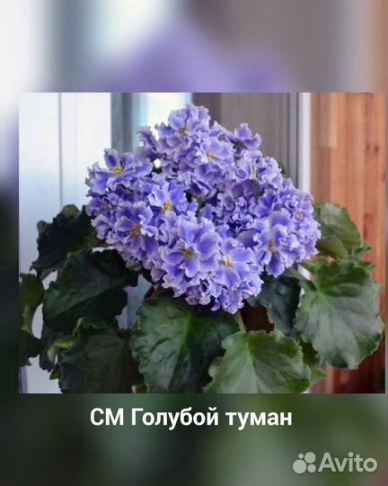 Сотовые фиалки детки