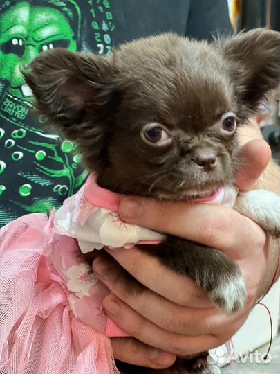 Щенки чихуахуа мини девочки