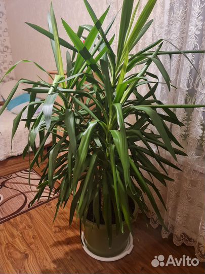 Юкка слоновая