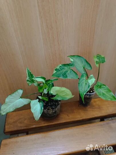 Разные комнатные