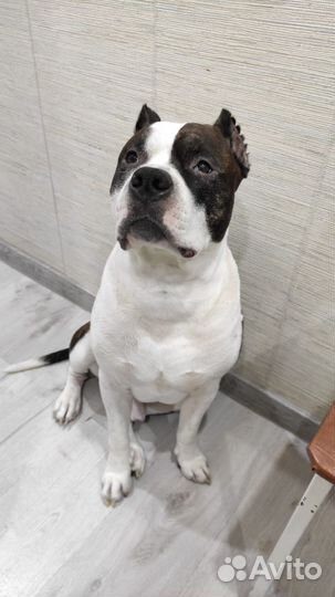 Отдам в добрые руки