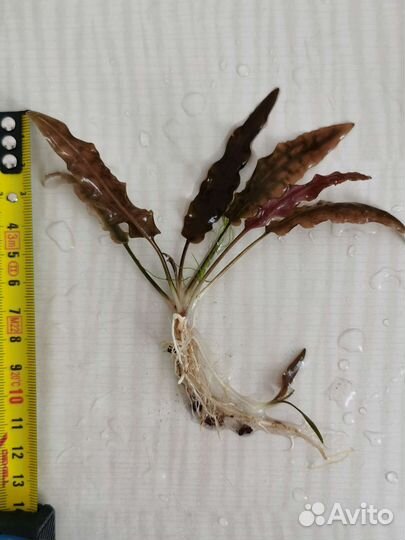 Криптокорина