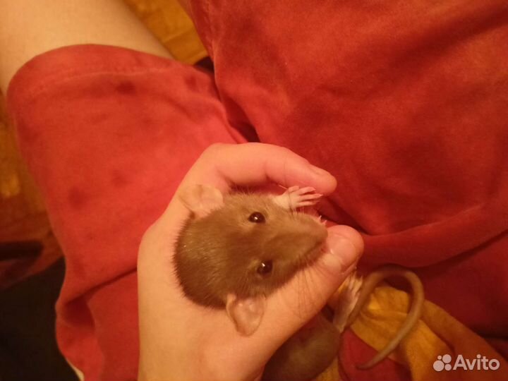 Крыски с клеткой