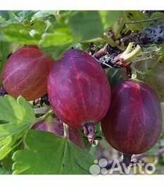 Продажа плодово ягодный культур