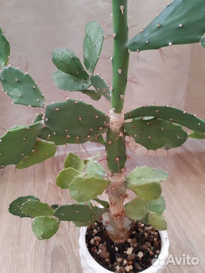 Колючий кактус