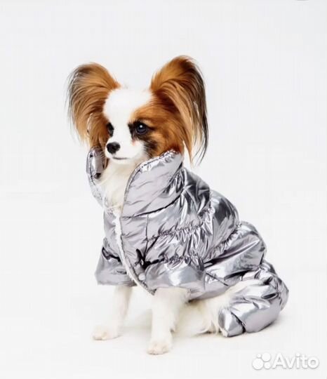 Одежда для собак
