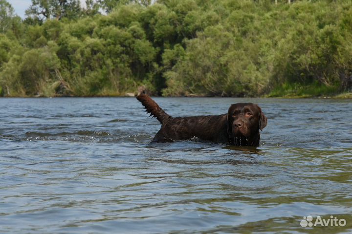 Вязка Лабрадора