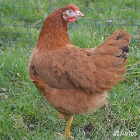 Кура несушка