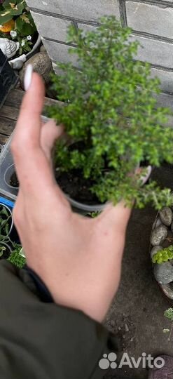 Пилея мелколистная