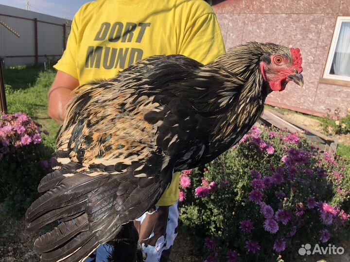 Петух брама темный