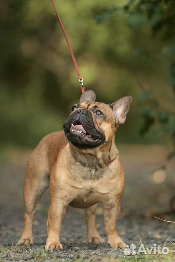 Кобель французского бульдога РКФ для вязки