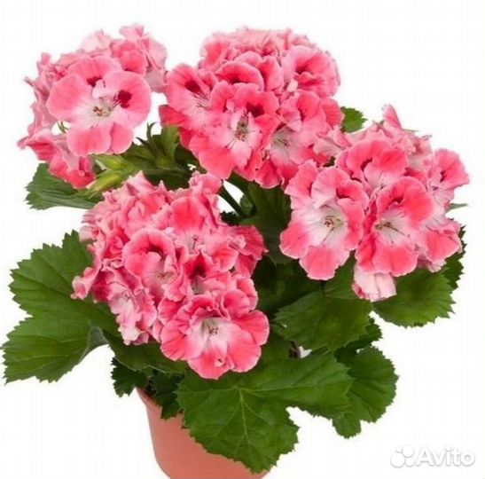 Пеларгония герань
