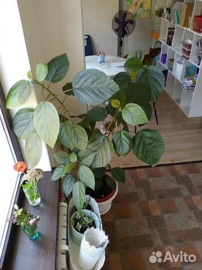 Гибискус китайская роза