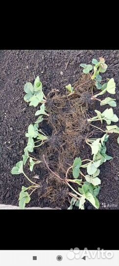 Саженцы и корни клубники