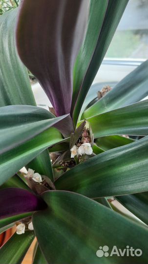 Традесканция рэо