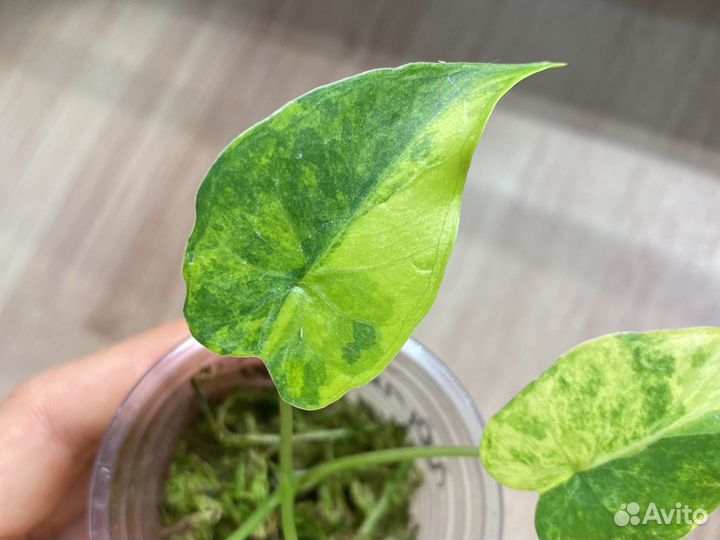 Алоказия гагеана вариегатная
