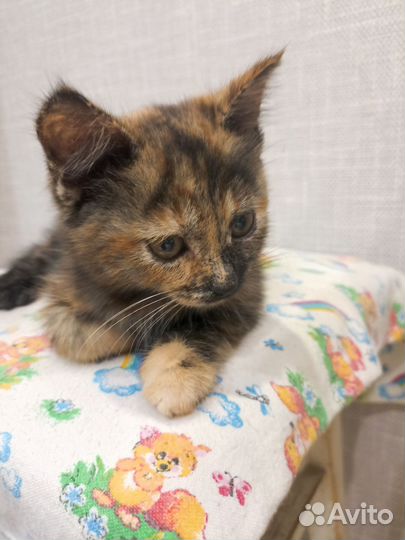 Кошка в дар бесплатно