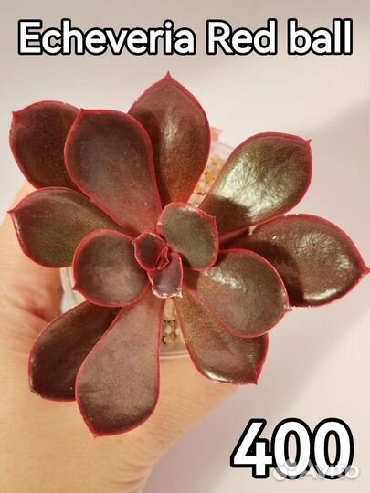 Детки суккулентов