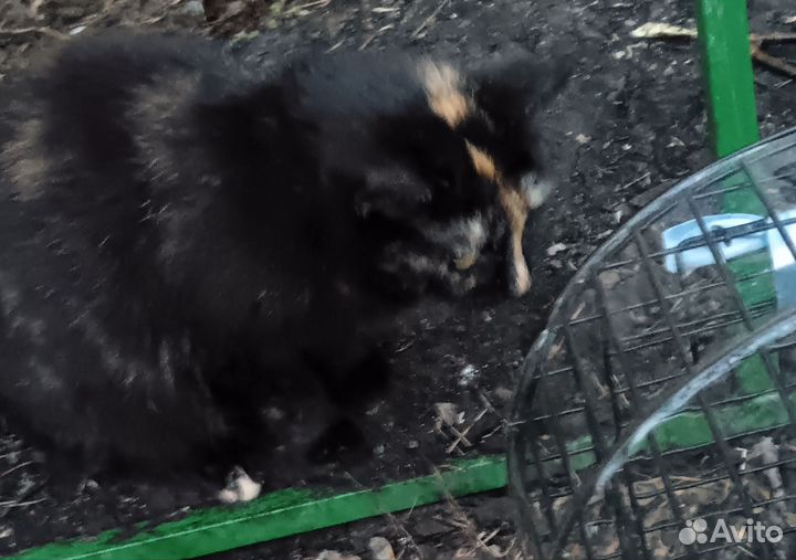 Кошка