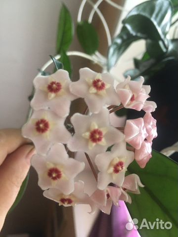 Хойя карноза