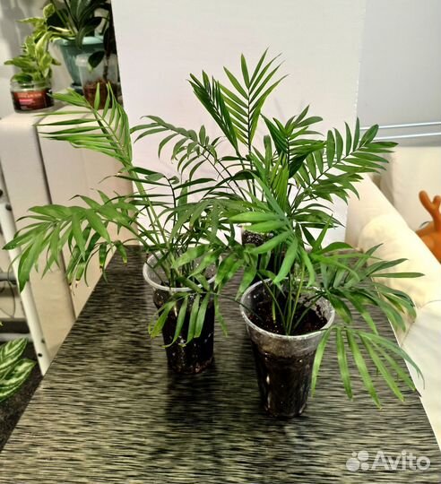 Хамедорея элеганс