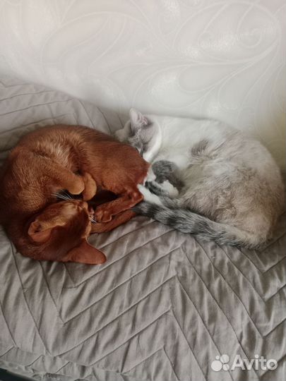 Абиссинская и Тайская