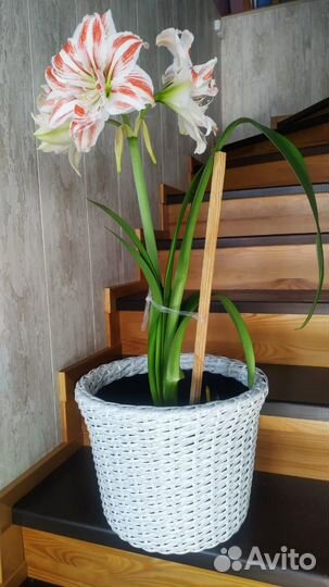 Кашпо ручного плетения Белая береза 20 литров