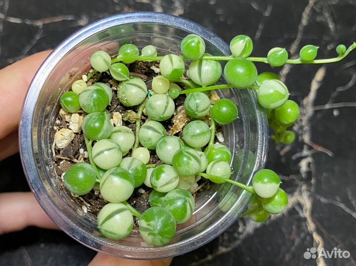 Крестовник роули вариегатный