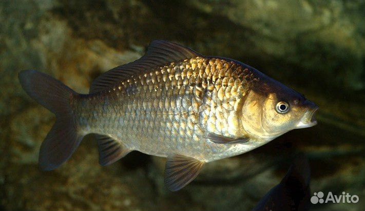 Живцы для рыбалки и другая живая наживка