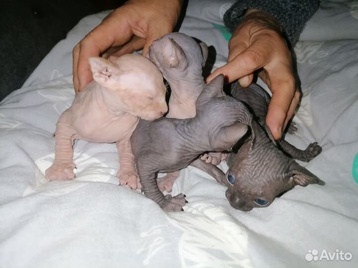 Канадский сфинкс котенок