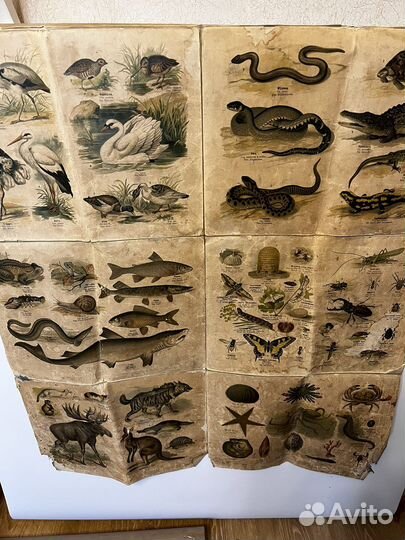 Дореволюционный плакат 1900-1917 ткань школа